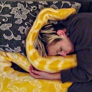 (ویدئو) ویژه طرفداران مستند حیات وحش حیوانات/ لحظات دلهره آور و حشتناک حمله مار پیتون به زنی در خواب