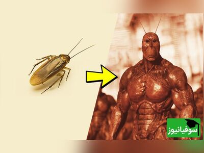 (ویدئو) سوسک‌ها چقدر ترسناک هستند؟/ تست میزان آلودگی سوسک را ببینید