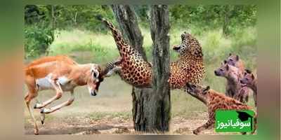 (ویدئو) ویژه علاقه مندان به مستند حیات وحش حیوانات/ راز بقا؛ این داستان: نبرد نفس‌گیر پلنگ وحشی و گوزن موذی