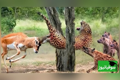 (ویدئو) ویژه علاقه مندان به مستند حیات وحش حیوانات/ راز بقا؛ این داستان: نبرد نفس‌گیر پلنگ وحشی و گوزن موذی