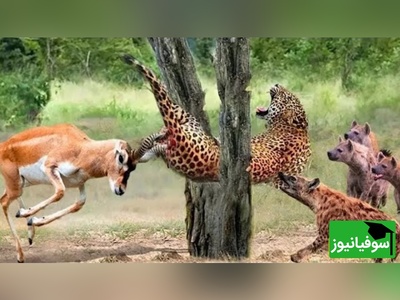 (ویدئو) ویژه علاقه مندان به مستند حیات وحش حیوانات/ راز بقا؛ این داستان: نبرد نفس‌گیر پلنگ وحشی و گوزن موذی