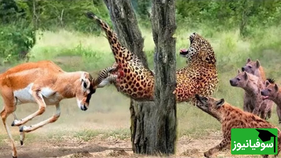 (ویدئو) ویژه علاقه مندان به مستند حیات وحش حیوانات/ راز بقا؛ این داستان: نبرد نفس‌گیر پلنگ وحشی و گوزن موذی