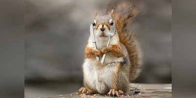 (ویدیو) مستند حیات وحش/ یک لحظه از طبیعت وحشی: شکار سنجاب توسط گربه دم‌کوتاه در طبیعت