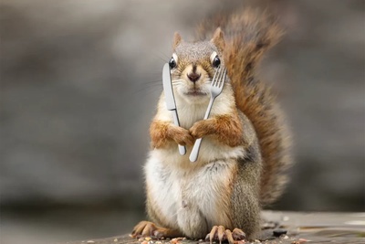 (ویدیو) مستند حیات وحش/ یک لحظه از طبیعت وحشی: شکار سنجاب توسط گربه دم‌کوتاه در طبیعت