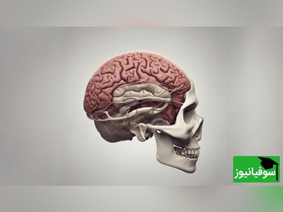 (ویدئو) آیا وظایف شگفت‌انگیز 2 نیمکرۀ مغز را می‌دانید؟