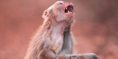 مستند حیات وحش حیوانات/ راز بقا, این داستان وقتی مامان میمون عصبانی میشه / انصافا دلم براش کباب شد