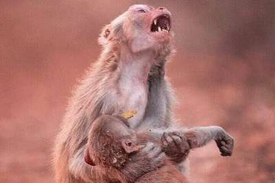 مستند حیات وحش حیوانات/ راز بقا, این داستان وقتی مامان میمون عصبانی میشه / انصافا دلم براش کباب شد