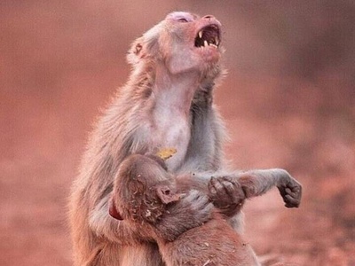 مستند حیات وحش حیوانات/ راز بقا, این داستان وقتی مامان میمون عصبانی میشه / انصافا دلم براش کباب شد