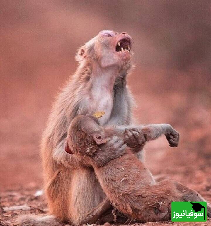 مستند حیات وحش حیوانات/ راز بقا, این داستان وقتی مامان میمون عصبانی میشه / انصافا دلم براش کباب شد