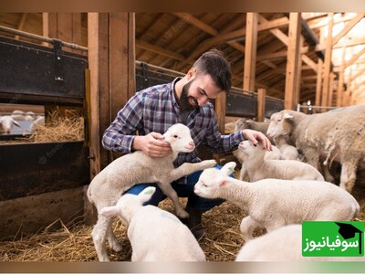 ویدیو/ چرا اصطلاح "قسر در رفتن" در دامداری‌ها رایج است؟