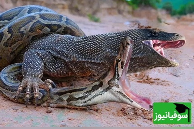 ویژه علاقه مندان به مستند حیات وحش حیوانات/ راز بقا:مبارزه‌ نفس‌گیر اژدهای کومودو و مار زهرآگین