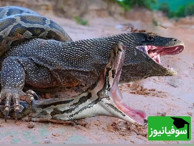 ویژه علاقه مندان به مستند حیات وحش حیوانات/ راز بقا:مبارزه‌ نفس‌گیر اژدهای کومودو و مار زهرآگین