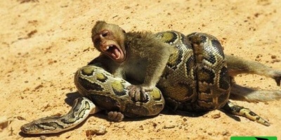 (ویدئو) مستند حیات وحش حیوانات/ راز بقا؛ نبرد نفسگیر بچه میمون و مار پیتون 3 متری در آب