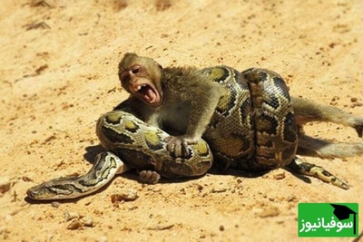 (ویدئو) مستند حیات وحش حیوانات/ راز بقا؛ نبرد نفسگیر بچه میمون و مار پیتون 3 متری در آب