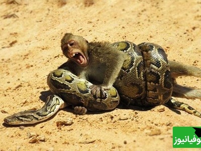 (ویدئو) مستند حیات وحش حیوانات/ راز بقا؛ نبرد نفسگیر بچه میمون و مار پیتون 3 متری در آب