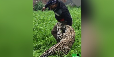 حمله پلنگ وحشی به اهالی یک روستا+ ویدئو