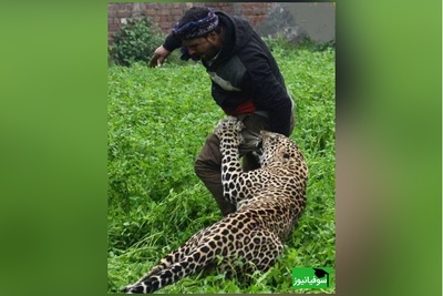 حمله پلنگ وحشی به اهالی یک روستا+ ویدئو