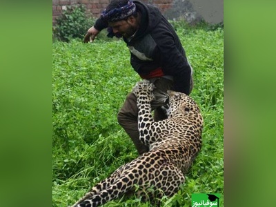 حمله پلنگ وحشی به اهالی یک روستا+ ویدئو