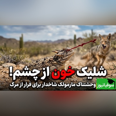 (ویدئو) وقتی شکار به کابوس تبدیل می‌شود؛ حرکت غیرمنتظره مارمولک شاخدار