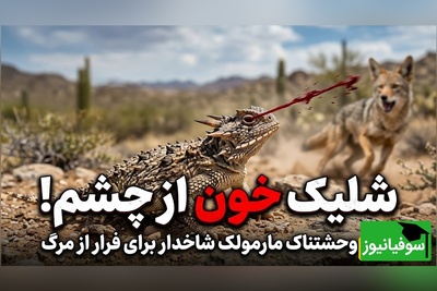 (ویدئو) وقتی شکار به کابوس تبدیل می‌شود؛ حرکت غیرمنتظره مارمولک شاخدار