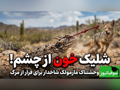 (ویدئو) وقتی شکار به کابوس تبدیل می‌شود؛ حرکت غیرمنتظره مارمولک شاخدار