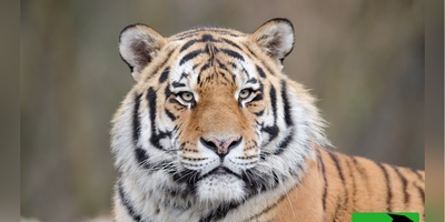 (ویدئو) ترسناک‌ترین لحظه حیات وحش 2026: ببر به سمت لنز پرید! 😰