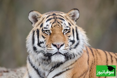 (ویدئو) ترسناک‌ترین لحظه حیات وحش 2026: ببر به سمت لنز پرید! 😰