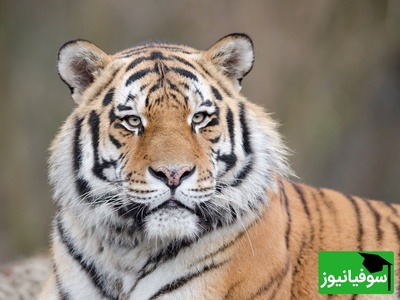 (ویدئو) ترسناک‌ترین لحظه حیات وحش 2026: ببر به سمت لنز پرید! 😰