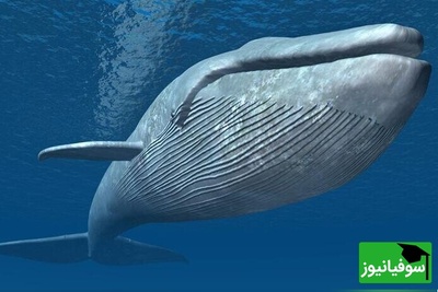 (تصویر) قلب نهنگ آبی به سنگینی یک خودرو/ آیا شما جرات دارید وارد شریان‌هایش شوید؟