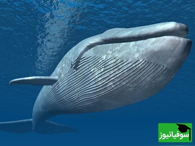 (تصویر) قلب نهنگ آبی به سنگینی یک خودرو/ آیا شما جرات دارید وارد شریان‌هایش شوید؟