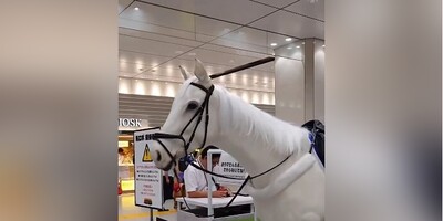 (ویدئو) رونمایی ژاپن از نخستین اسب رباتی/ اونقدر طبیعی هست که با اصلش مو نمی‌زنه
