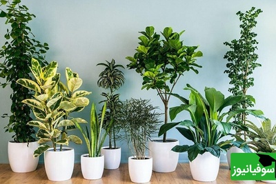 نکاتی برای داشتن بهشتی سبز در گوشه ای از خانه با انتخاب هوشمند گیاهان آپارتمانی که به نورکم‌ احتیاج دارند