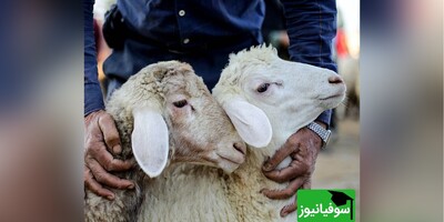 ویدیو/ هشدار برای عید قربان... ذبح دام در محیط خارج از کشتارگاه انجام نشود