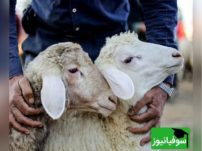 ویدیو/ هشدار برای عید قربان... ذبح دام در محیط خارج از کشتارگاه انجام نشود