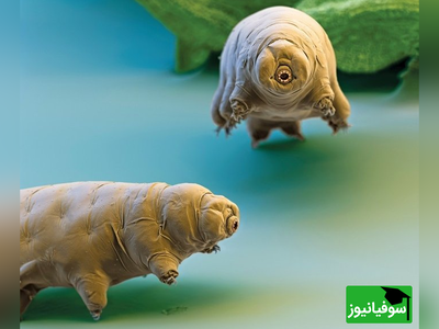 (ویدیو) قوی تر از فولاد، مقاوم تر از الماس/خرس آبی یا تاردیگرید، جان سخت‌ترین موجود روی زمین!