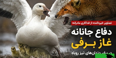 (ویدئو) مستند حیات وحش؛ شکارچی که شکار شد! / ضدحمله تماشایی غاز مادر به روباه گرسنه قطبی