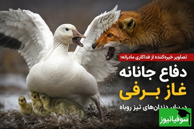 (ویدئو) مستند حیات وحش؛ شکارچی که شکار شد! / ضدحمله تماشایی غاز مادر به روباه گرسنه قطبی
