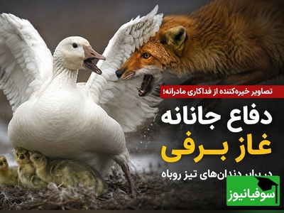 (ویدئو) مستند حیات وحش؛ شکارچی که شکار شد! / ضدحمله تماشایی غاز مادر به روباه گرسنه قطبی