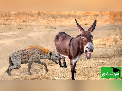 (ویدئو) مستند حیات وحش حیوانات/ راز بقا، این داستان: نبرد نفس‌گیر کفتار وحشی و اُلاغ موذی