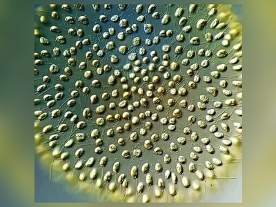 (ویدئو) لانۀ موجودات بانمک میکروسکپی که داخل آب تصفیه نشده زندگی می‌کنند