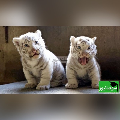 (ویدئو) مستند حیات وحش حیوانات/ ماجرای امروز راز بقا: ناله‌های غم‌انگیز بچه ببر سفید که مادرش رو از دست داده🥺