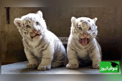 (ویدئو) مستند حیات وحش حیوانات/ ماجرای امروز راز بقا: ناله‌های غم‌انگیز بچه ببر سفید که مادرش رو از دست داده🥺