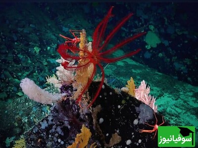 ویدئویی از دنیای رنگارنگ و دیدنی زیر یخ‌های قطب جنوب!