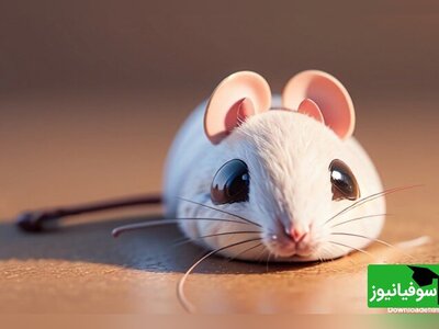 (ویدئو) آموزش ساخت تله‌موش ساده و کاربردی در منزل