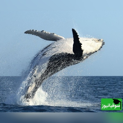 صدای گریه‌ی نهنگ گیر افتاده در تور ماهیگیری و کمک صیاد بلوچی! +ویدیو
