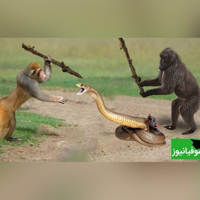(ویدئو) مستند حیات وحش حیوانات/ نبرد طاقت فرسای میمون و مار