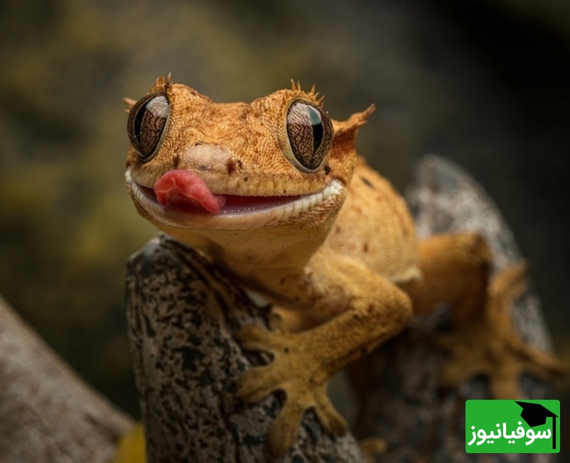 (ویدیو) درگیری وحشتناک روی دیوار/ مارمولک مقابل خفاش