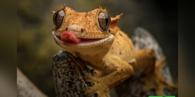 (ویدیو) درگیری وحشتناک روی دیوار/ مارمولک مقابل خفاش