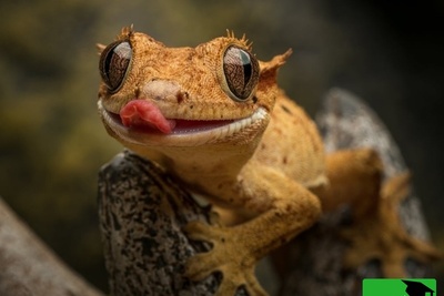 (ویدیو) درگیری وحشتناک روی دیوار/ مارمولک مقابل خفاش