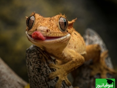 (ویدیو) درگیری وحشتناک روی دیوار/ مارمولک مقابل خفاش